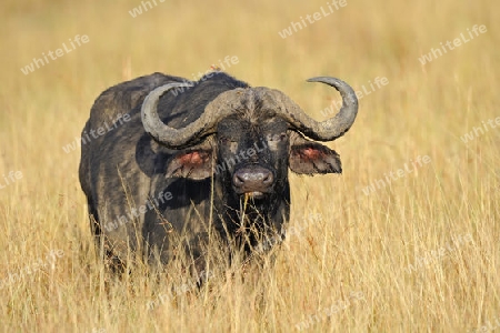 Afrikanischer B?ffel, Kaffernb?ffel, Syncerus caffer, am fruehen Morgen im hohen Gras, Masai Mara, Kenia