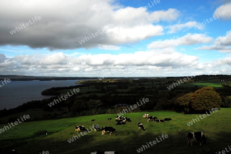 Rinderherde auf Irland