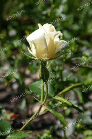 Eine weiße Rose von der Insel für Dich!