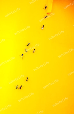 Ants on a yellow garbage bin
