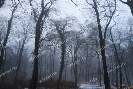 Wald im Winternebel