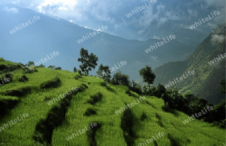 Terrassenfelder in Nepal