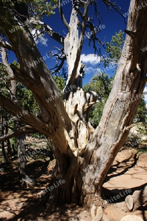 Tree @ Grand Canyon