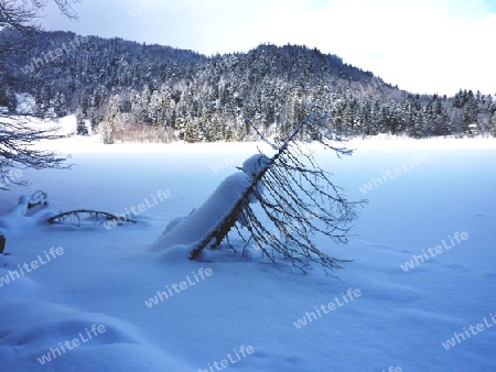 toter Baum im Schnee