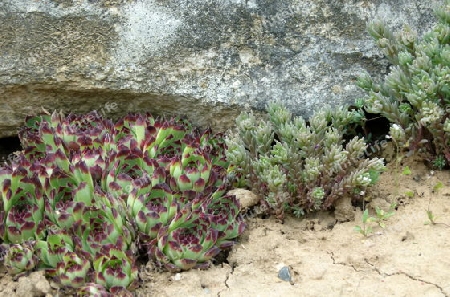 Natursteinmauer mit Pflanzen 1