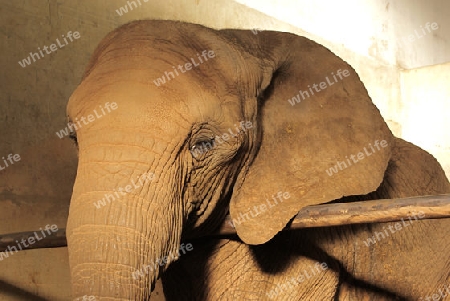Trauriger Zoo-Elefant