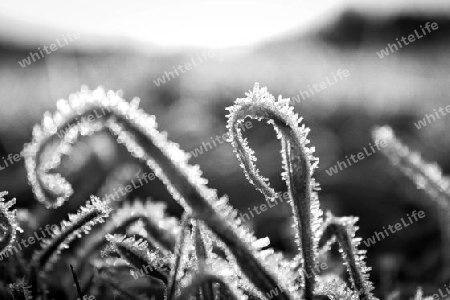grass and ground frost