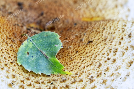 Blatt einer Birke ( Betula) liegt auf einem Pilz , Sparriger Sch?ppling ( Pholiota squarrosa) , Brandenburg, Deutschland, Europa