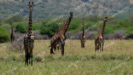 Freilebende Giraffen
