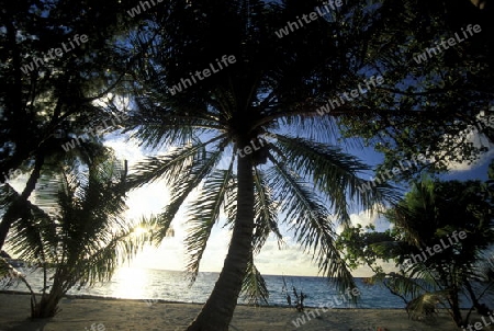 
Der Traumstrand mit Palmen und weissem Sand an der Insel Velavaru im Southmale Atoll auf den Inseln der Malediven im Indischen Ozean.   