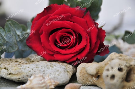 rote Rose und Steine