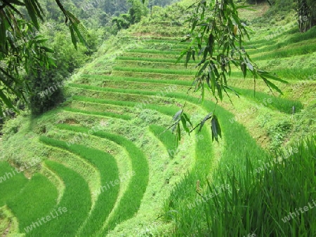 Vietnams Reisfelder
