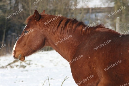 A brown horse in the snow  