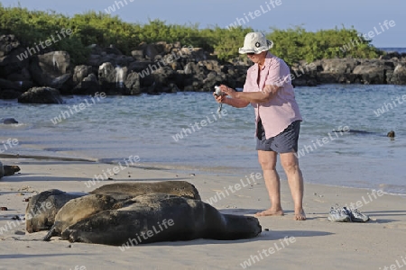 Touristin fotografiert Galapagos Seel?wen (Zalophus wollebaeki) , Insel Santa Fe, Galapagos, Unesco Welterbe,  Ekuador, Suedamerika