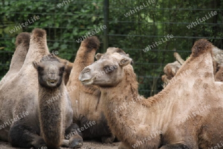 Kamele - Camelidae