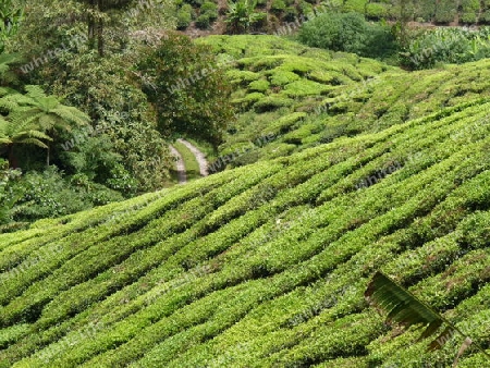 Malaysia,Teeplantage auf den Cameron Highlands