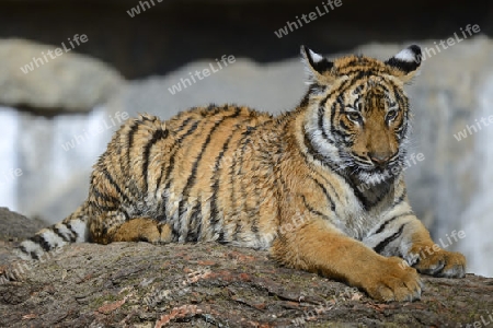 Hinterindischer oder Indochina Tiger (Panthera tigris corbetti) Jungtier, Tierpark Berlin, Deutschland, Europa