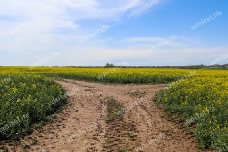 Tire tracks in a yellow field of flowering rape against a blue sky with clouds, natural landscape background with copy space, Germany Europe.
