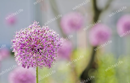 Blume  Riesenlauch (Allium giganteum)
