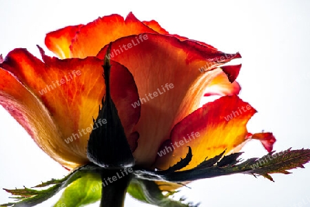 zweifarbige Rose in Nahaufnahme im Gegenlicht