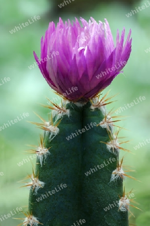 Fairy Castle Kaktus mit violetter Strohblume