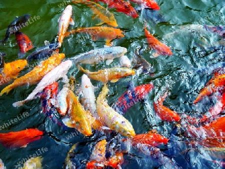 Fishes or Koi in a pond