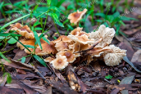 Indeterminate mushrooms in New South Wales Australia