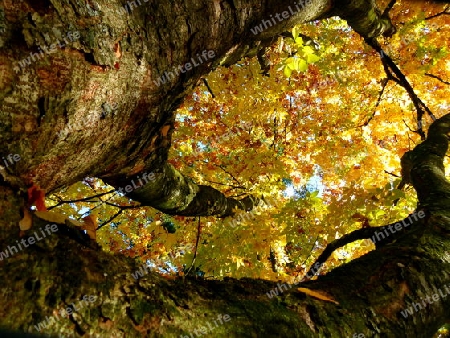 Japanischer Zelkoven Baum mit goldgelbem Herbstlichem Bl?tterdach