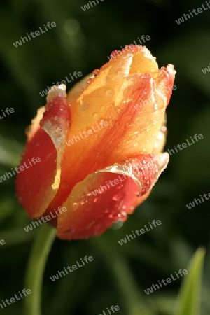 Tulpe mit Regentropfen