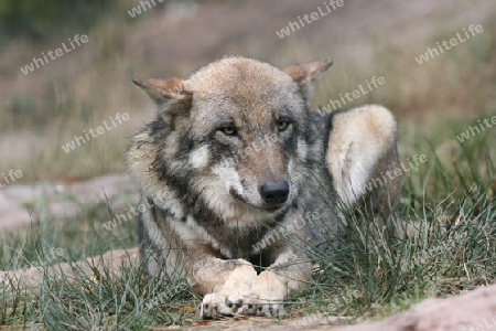 Wolf 015