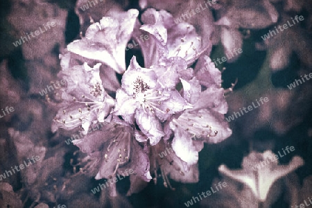 Rhododendronbluehte