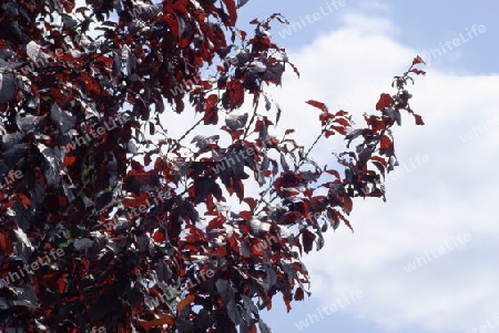 Licht und Schatten- und Farbenspiel in einer Blutpflaume, Prunus cerasifera.