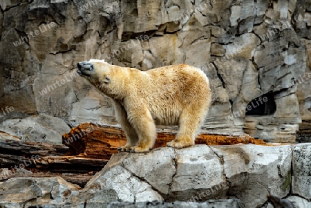 Einsamer Eisbär in artfremder Umgebung im Zoo