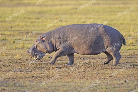 Flusspferd , Nilpferd (Hippopotamus amphibius), am fr?ehen Morgen auf Mahrungssuche, Masai Mara, Kenia