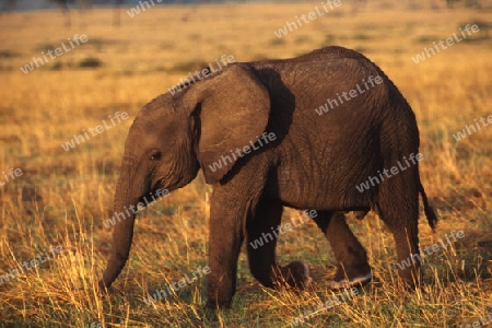 Elefantenbaby (Loxodonta africana)
