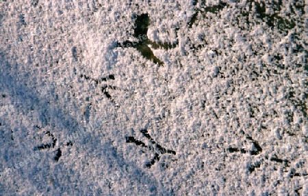 Vogelspuren im Eis und Schnee