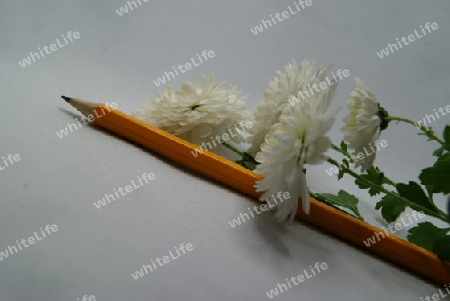 Bleistift und Chrysanthemen 