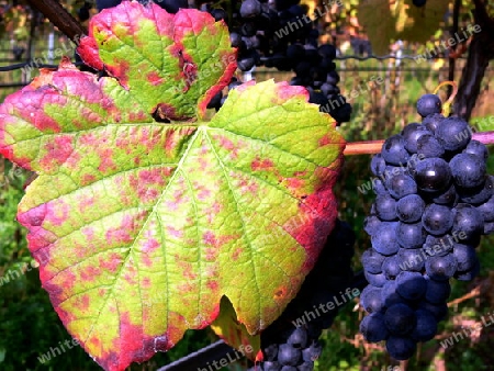 Herbstlich verf?rbtes Weinblatt neben Blauen Trauben