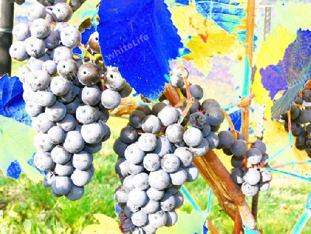 Weintrauben am Rebstock in Falschfarben