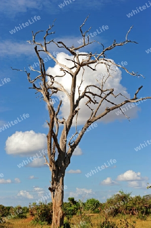 Wolkenbaum