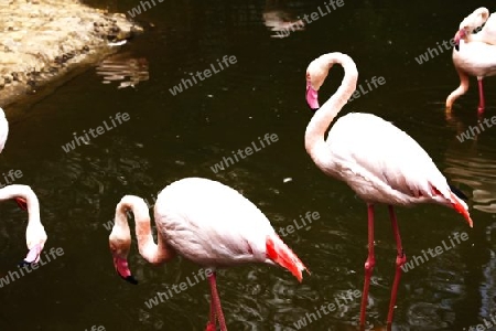 Flamingos, Lat. phoenicopteidae