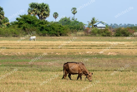 A Field near the Lake Village Kompong Pluk at the Lake Tonle Sap near the City of Siem Riep in the west of Cambodia.