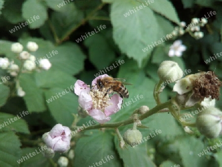 Honigbiene auf Brombeerblüte III