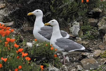 Westmoeve, Larus occidentalis, Paar, Alcatraz Island, Kalifornien, USA