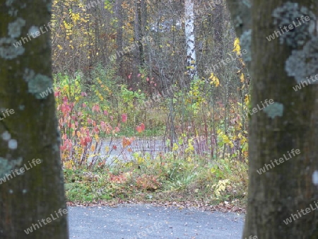 Durchblick in den Herbstwald