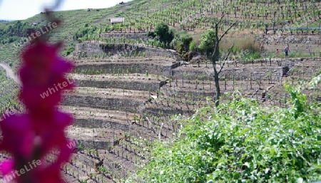 Weinanbau in Steillage 5