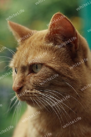 Katze rot Portrait