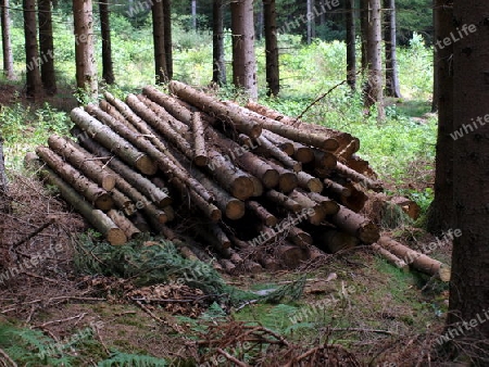 Baumstapel im Wald
