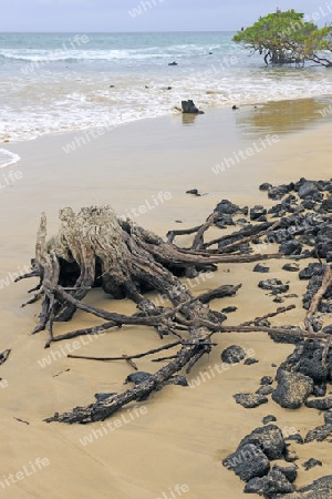einsamer Strand mit Totholz nahe Puerto Villamil,  Insel Isabela, Galapagos , Unesco Welterbe, Ecuador, Suedamerika