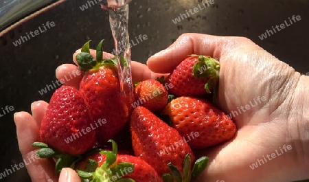 Strawberries in female hands under water jet of faucet for washing